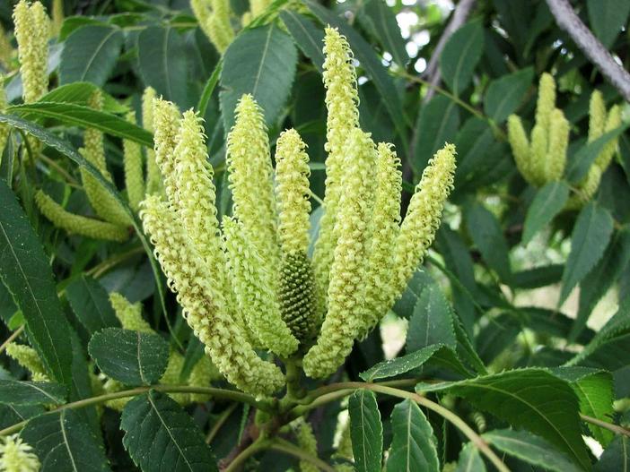 Platycarya strobilacea image