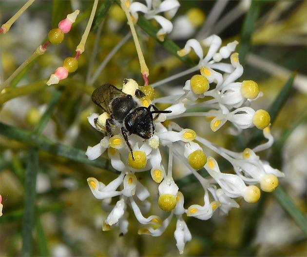 Grevillea paniculata image