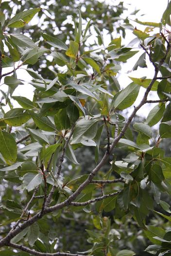 Populus balsamifera subsp. trichocarpa image