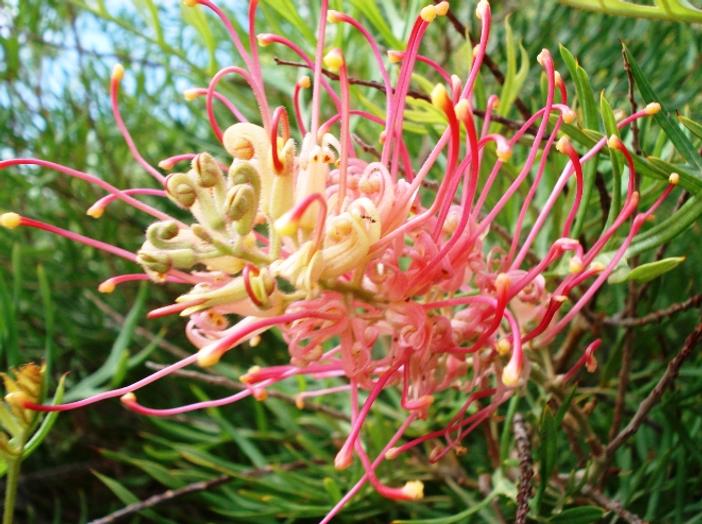 Grevillea juncifolia image