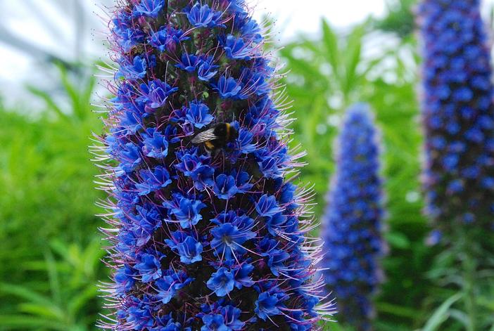 Echium candicans image