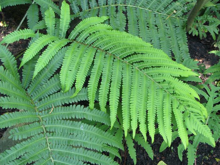 Pentarhizidium orientale image