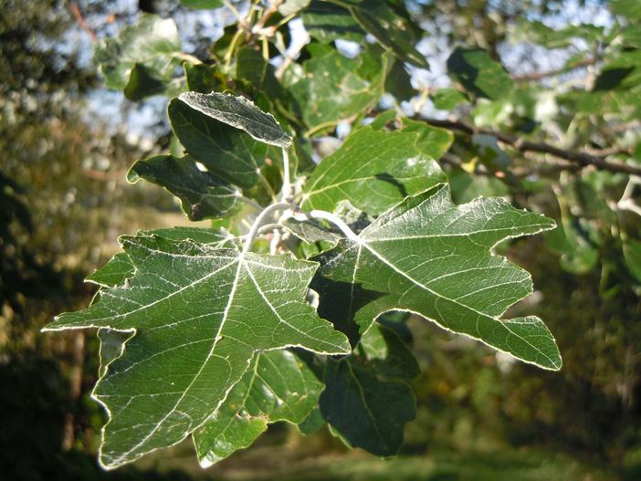 Populus alba image
