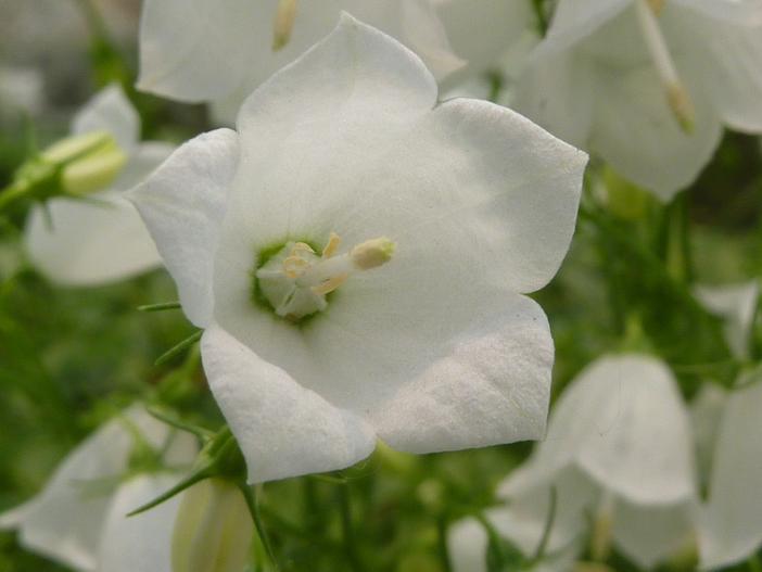 Fritillaria crassifolia image