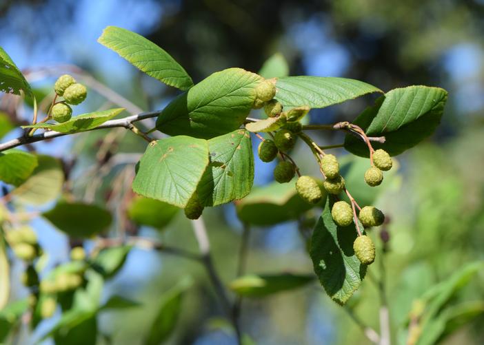 Alnus alnobetula subsp. crispa image