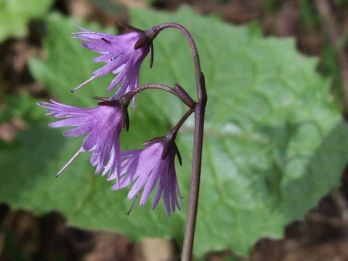 Soldanella carpatica image