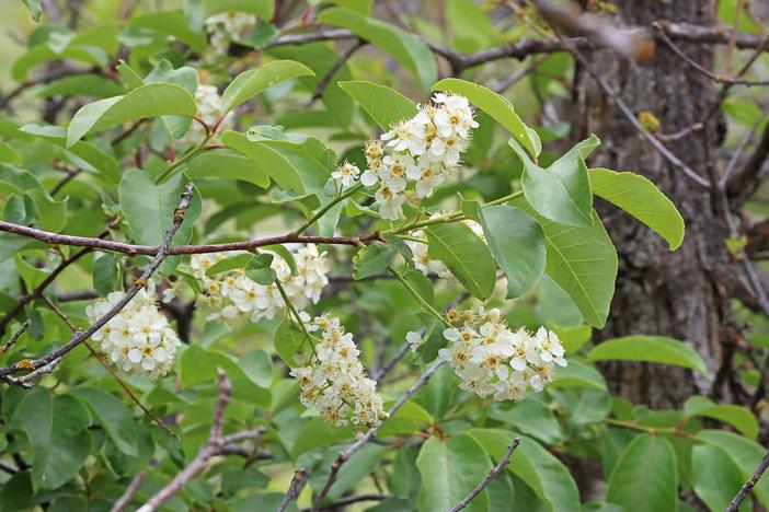 Prunus virginiana var. demissa image