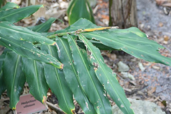 Hedychium villosum image