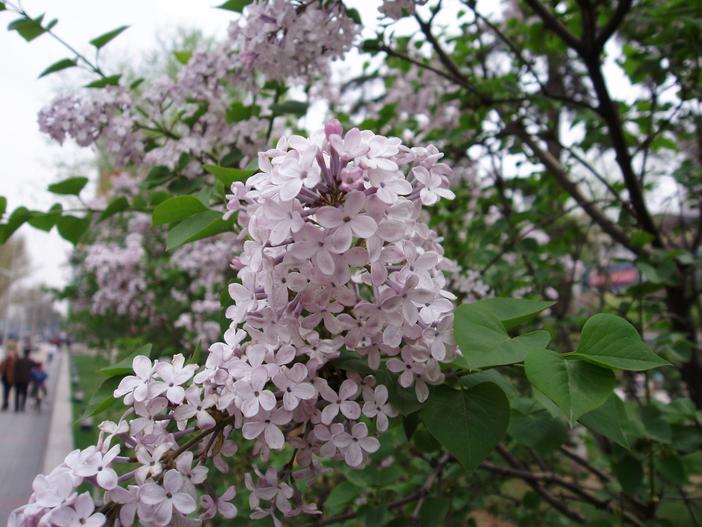 Syringa oblata image