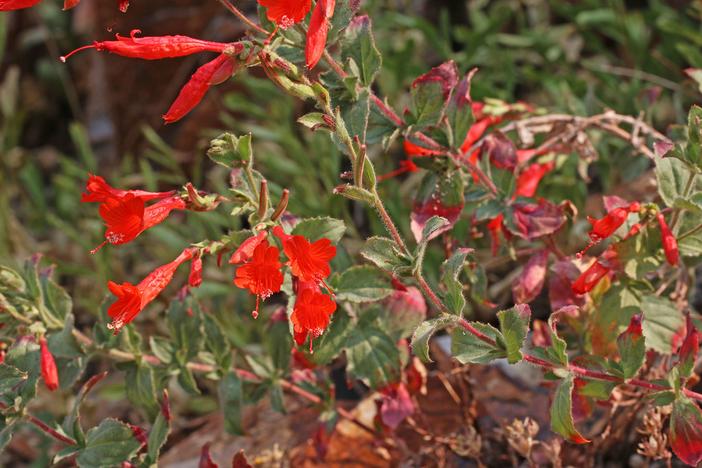 Zauschneria garrettii image