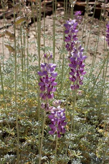 Lupinus excubitus var. austromontanus image