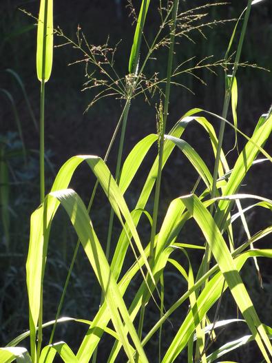 Panicum maximum image