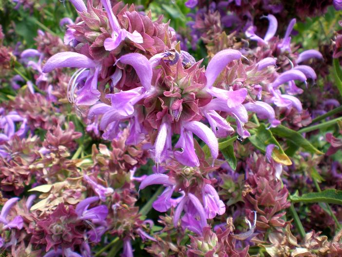 Salvia canariensis image