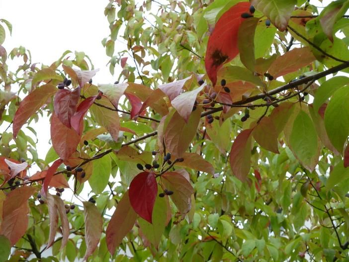 Nyssa sinensis image