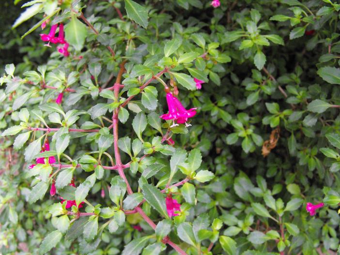Fuchsia thymifolia image