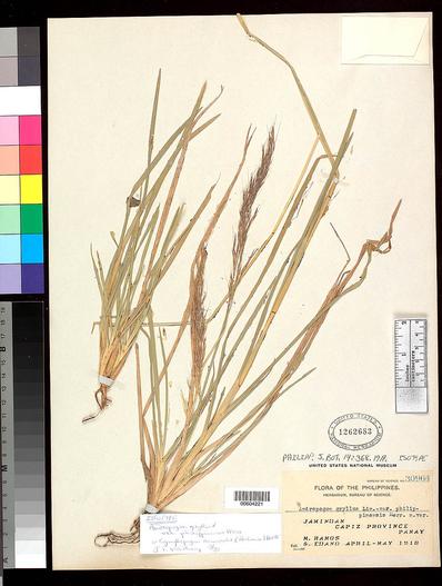 Chrysopogon nemoralis image