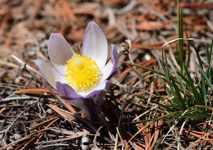 Pulsatilla multifida image