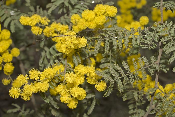 Acacia cardiophylla image