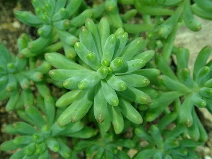 Sedum pachyphyllum image
