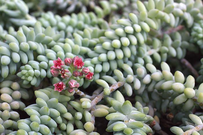 Sedum morganianum image
