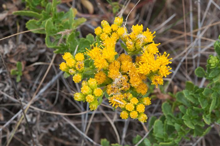 Hazardia squarrosa image