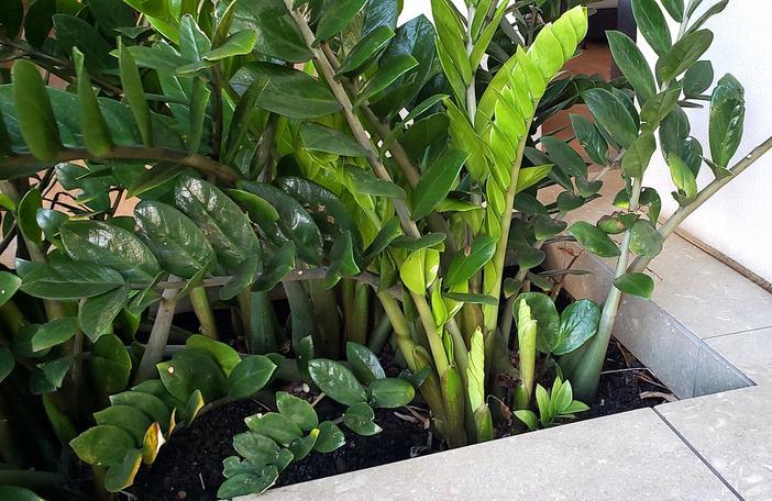 Zamioculcas zamiifolia image