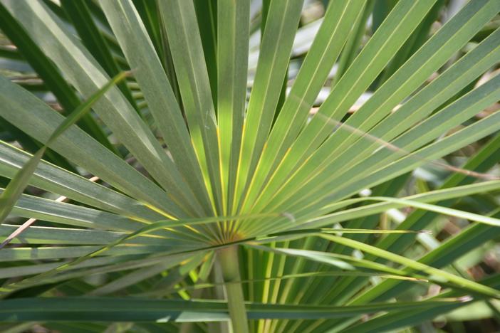 Coccothrinax argentata image