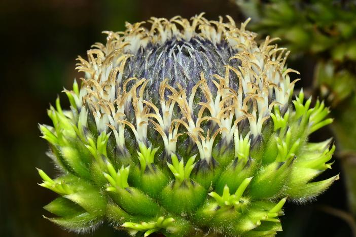 Kingia australis image