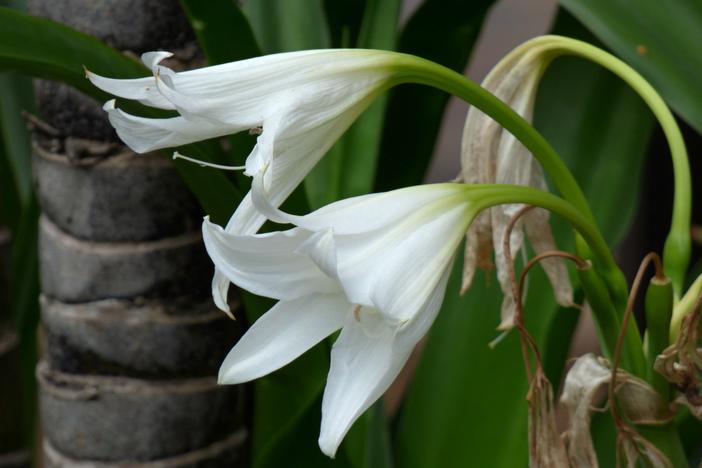 Crinum kunthianum image