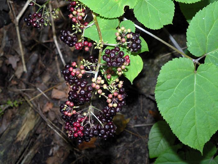 Aralia racemosa image