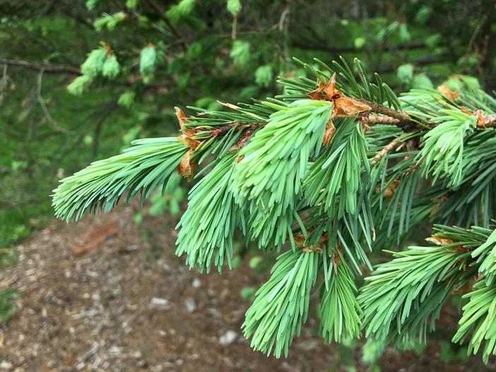 Pseudotsuga menziesii var. glauca image
