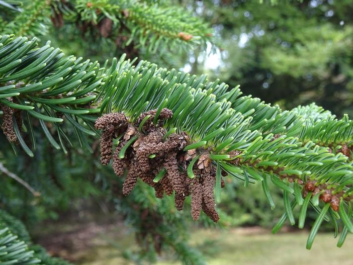 Abies bornmuelleriana image