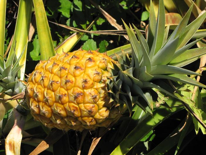 Ananas comosus image