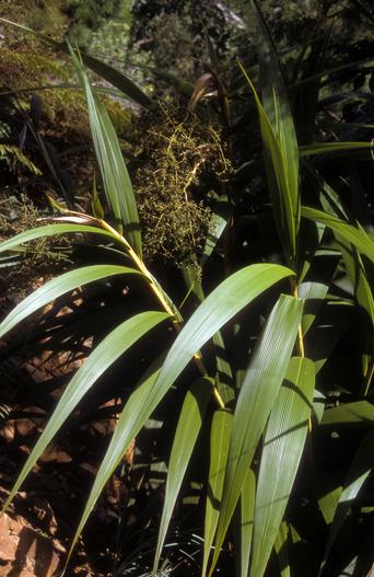 Joinvillea ascendens image
