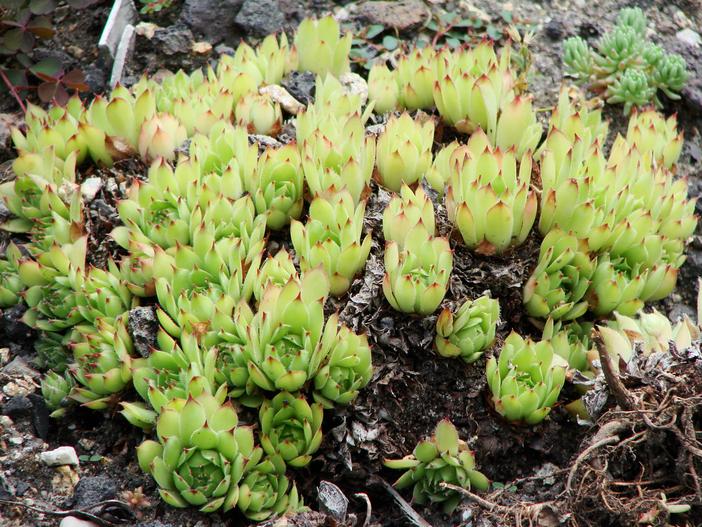 Sempervivum tectorum var. arvernense image