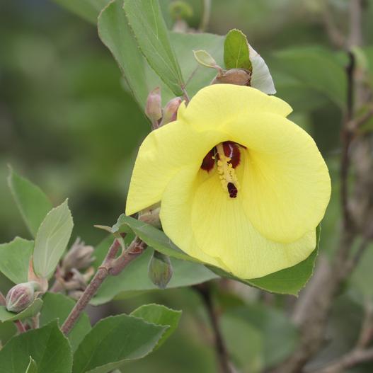 Talipariti hamabo image