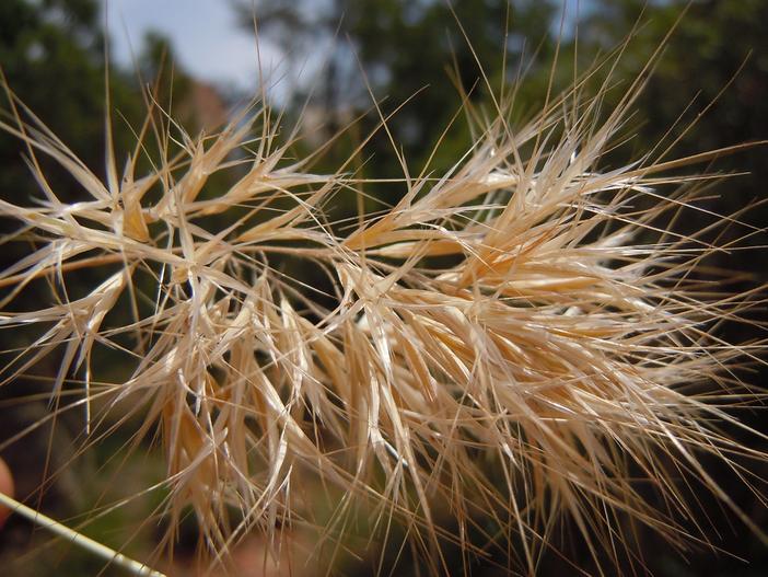 Bromus rubens image