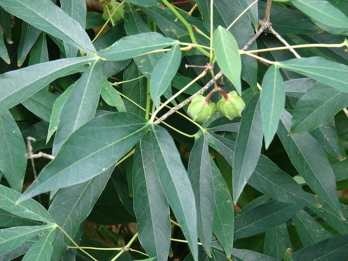 Manihot esculenta image