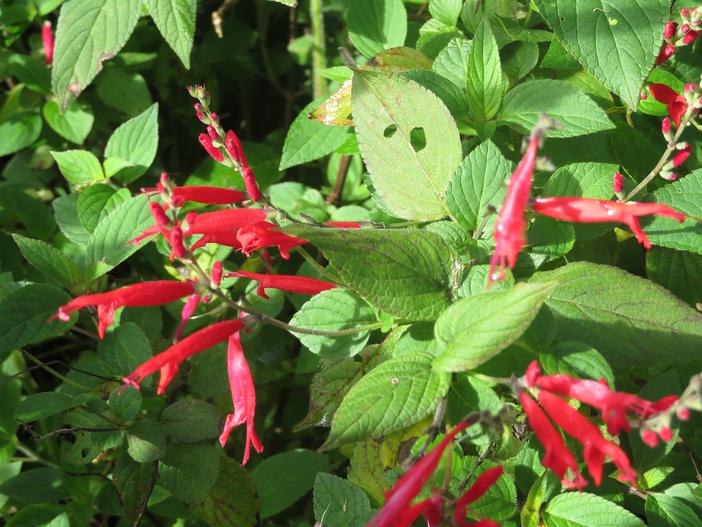 Salvia elegans image