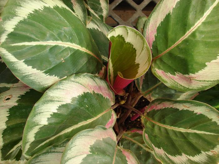 Calathea roseopicta image
