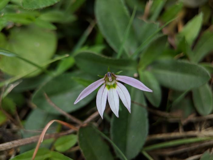 Lobelia chinensis image
