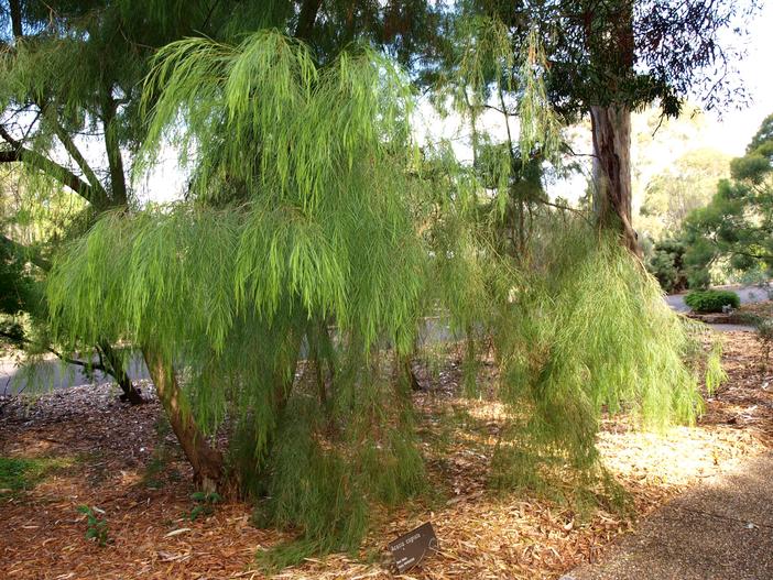 Acacia cognata image