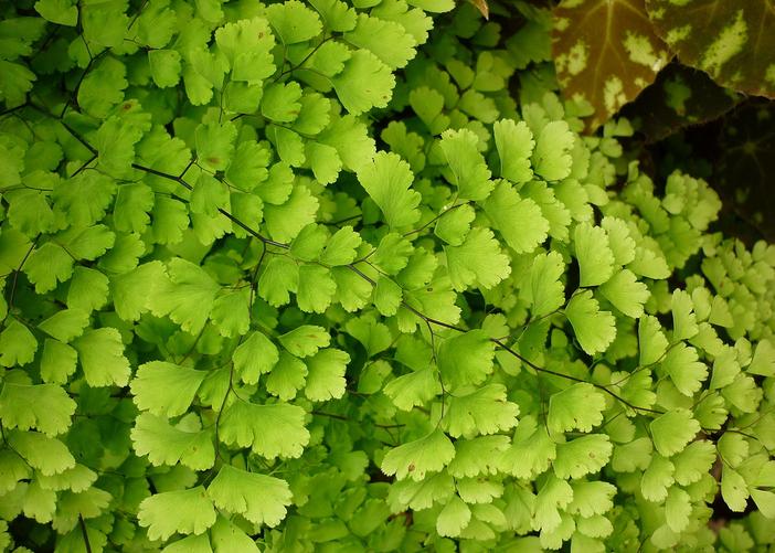 Adiantum capillus-veneris image
