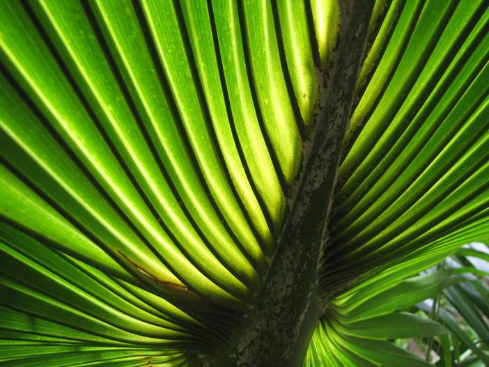 Pritchardia glabrata image