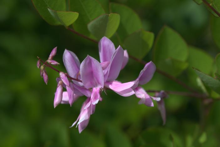 Indigofera kirilowii image
