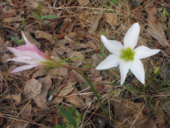 Zephyranthes treatiae image