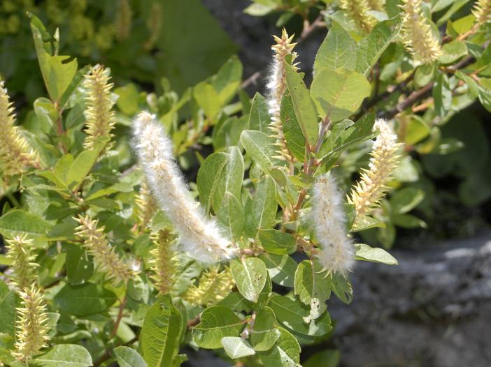 Salix bicolor image