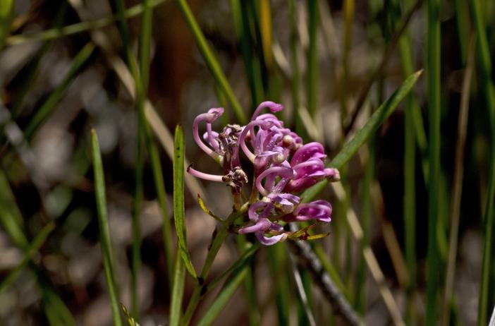 Grevillea leiophylla image
