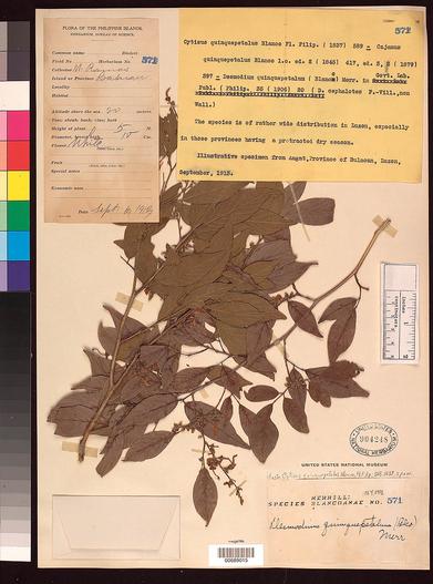 Dendrolobium quinquepetalum image