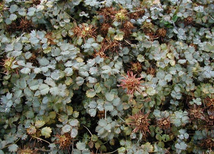 Acaena buchananii image